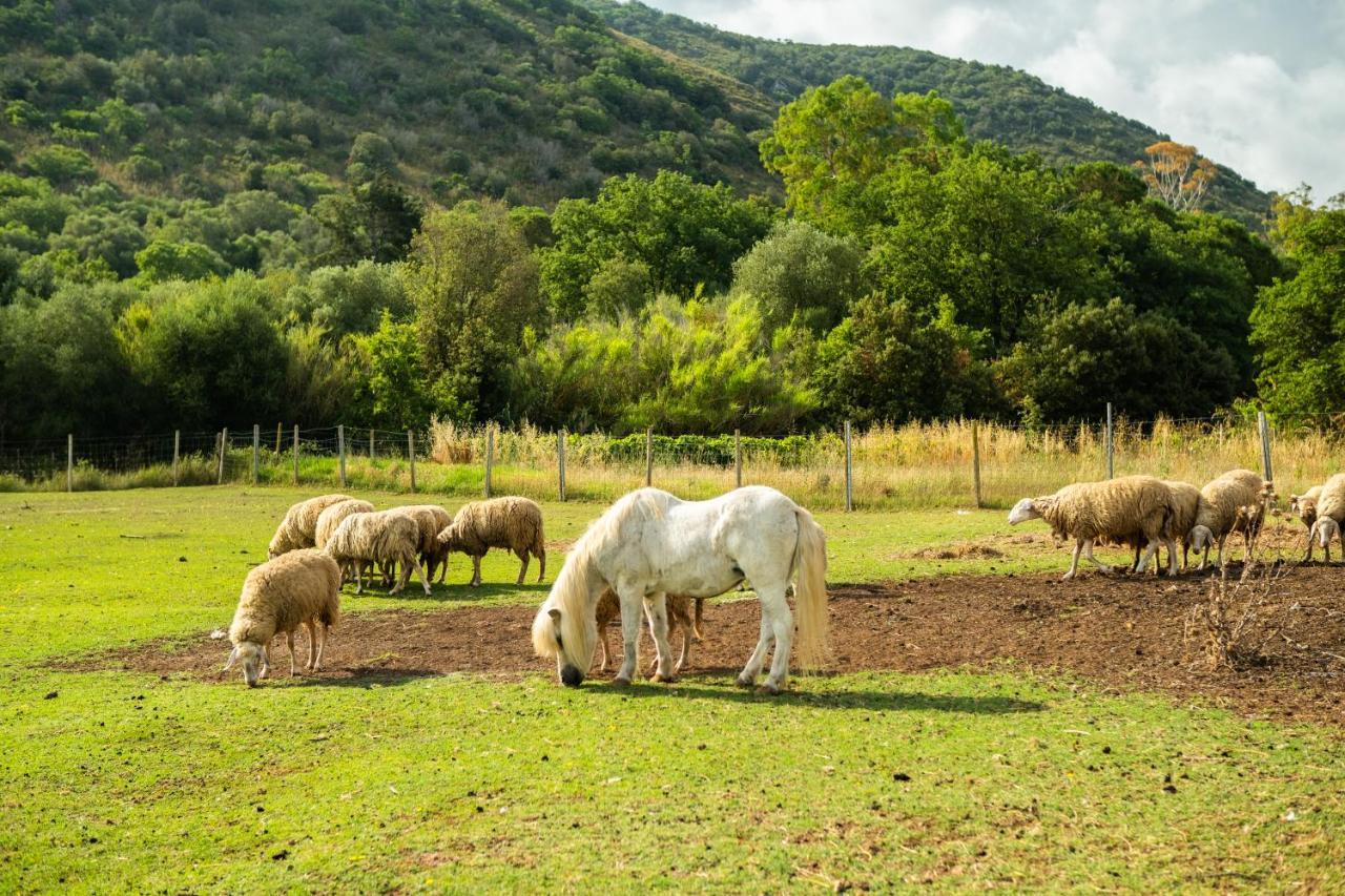 Willa Antica Fattoria La Parrina Orbetello Zewnętrze zdjęcie